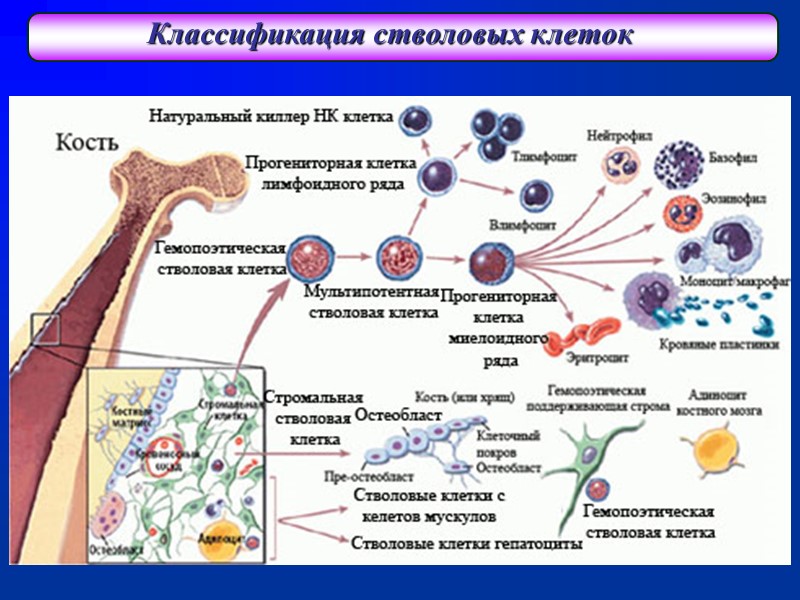 Классификация стволовых клеток